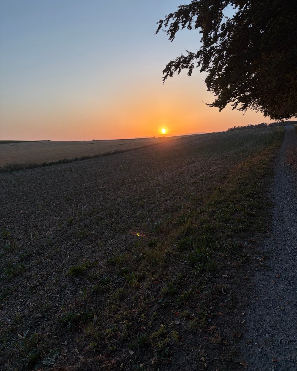 The sun setting over a field and a dirt road, with a tree on the right