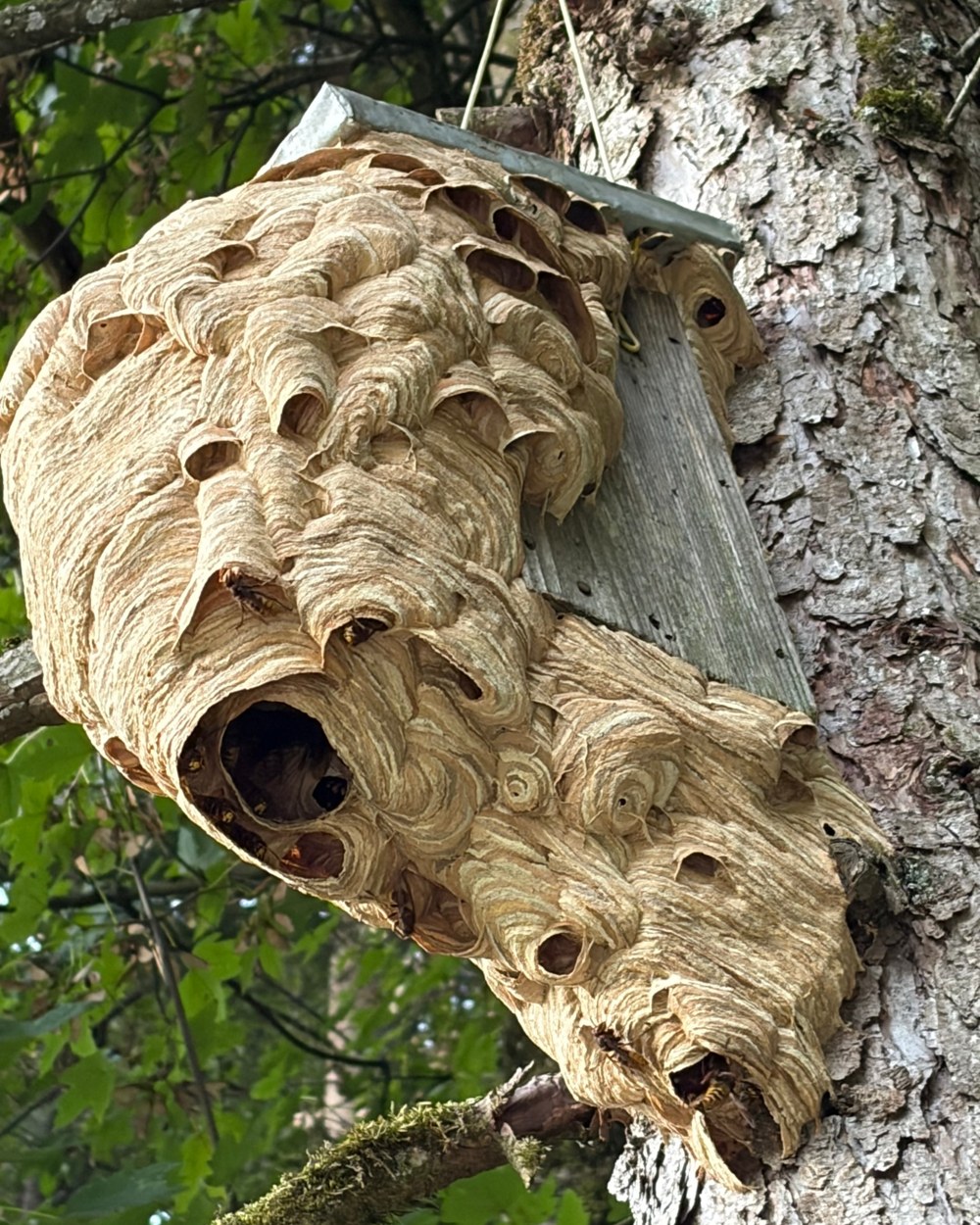 A large paper hornet nest on a tree trunk