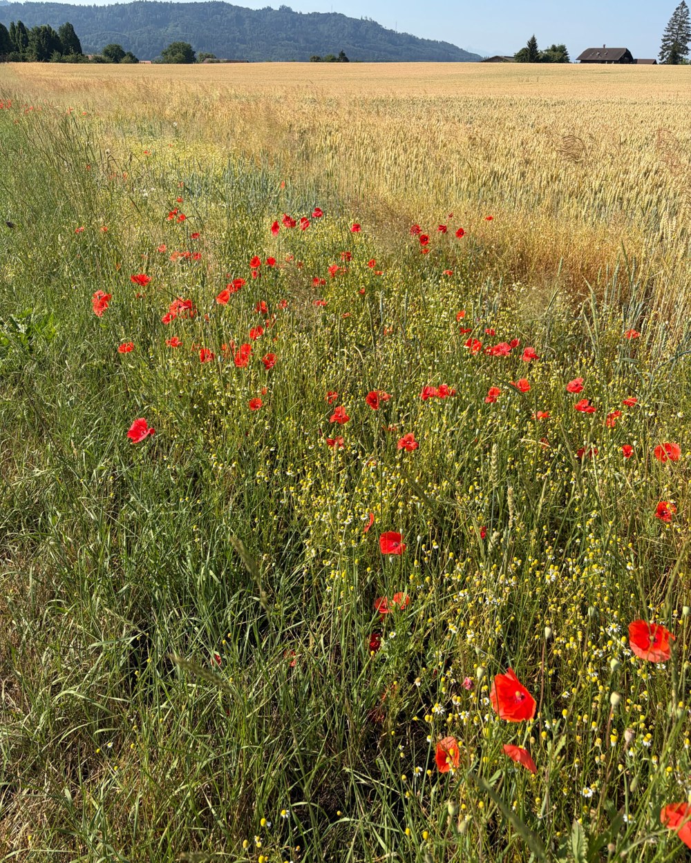 Red poppies at the edge of a golden wheat field