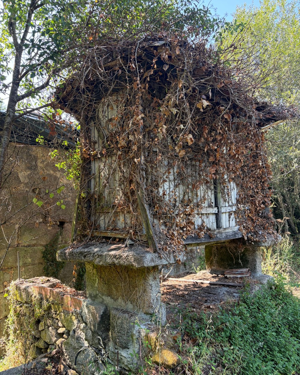 An old stone granary on pillars, overgrown with dry vines